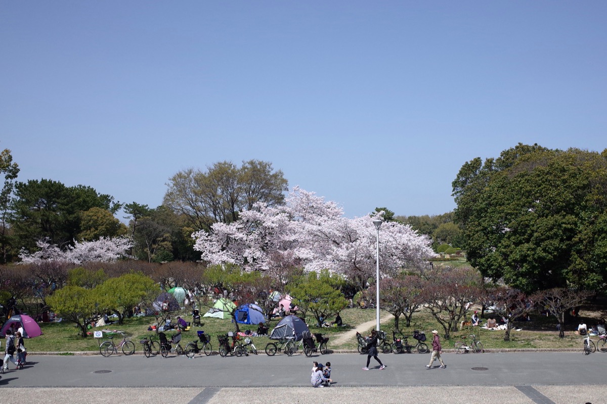 公園内の桜